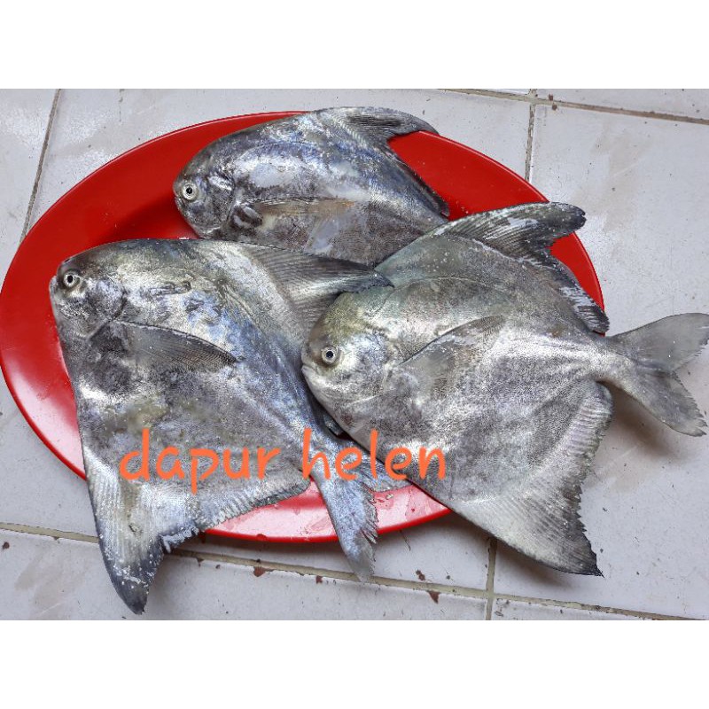 

Ikan bawal banci
