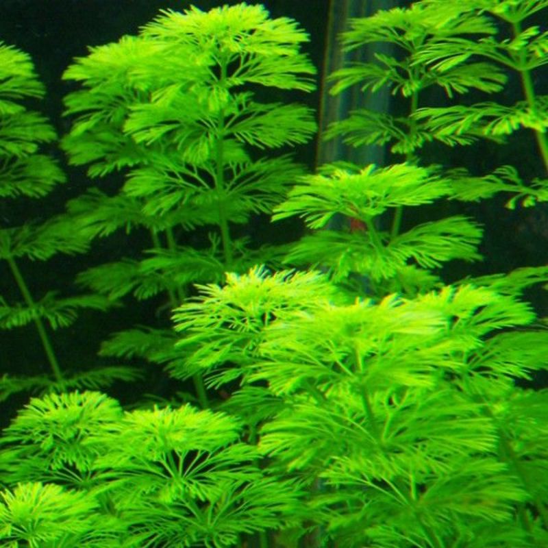 Limnophila sessiflora ( Tanaman Aquascape Tumbuhan Air Hiasan Aquarium Hidup )