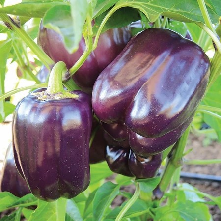 Benih Bibit Biji - Paprika Ungu Purple Star Sweet Bell Pepper F1 Hibrida Seeds