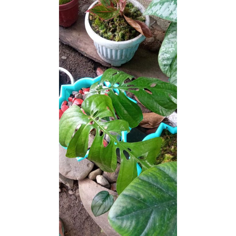 monstera amidrium