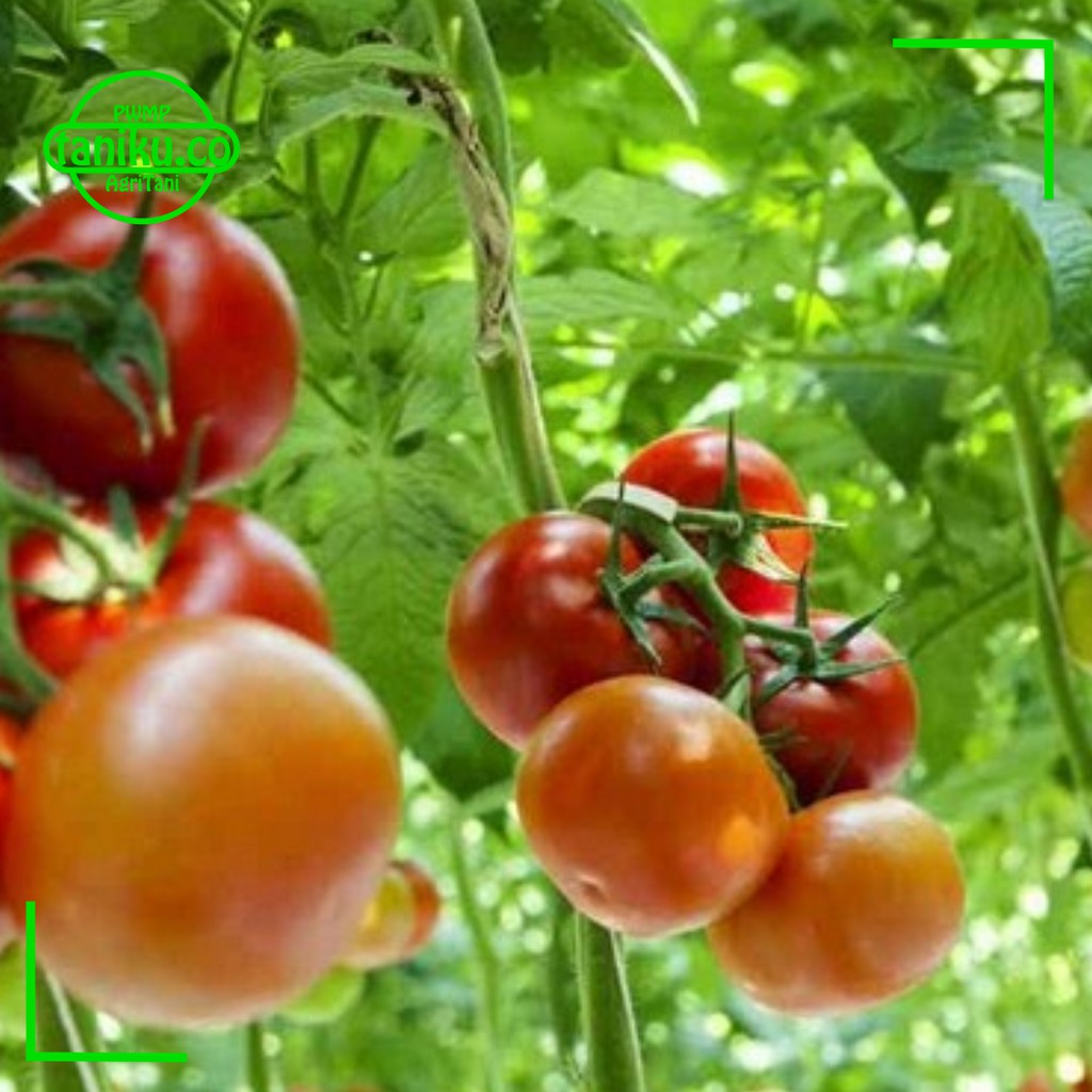 4 Paket Benih Sayuran dan Buah Buahan Kualitas Tinggi Benih Bunga Benih Buah Buahan Benih Cabe Rawit