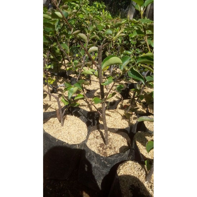 Bibit Buah Pir Asia(Coklat)