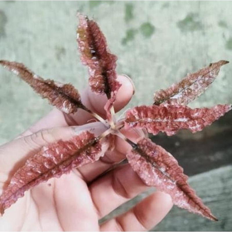 Cryptocoryne flamingo