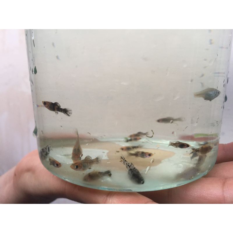 

ikan platy/ molly mix