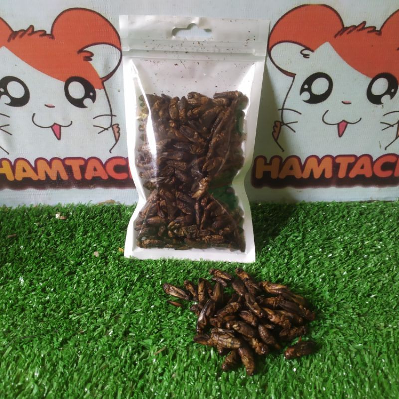 DRIED CRICKET/JANGKRIK KERING EXTRA PROTEIN FOOD HAMSTER/SUGARGLIDER/LANDAK/GERBIL/SMALPETS