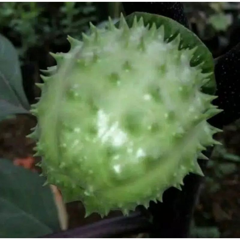 

KECUBUNG WULUNG SEGAR