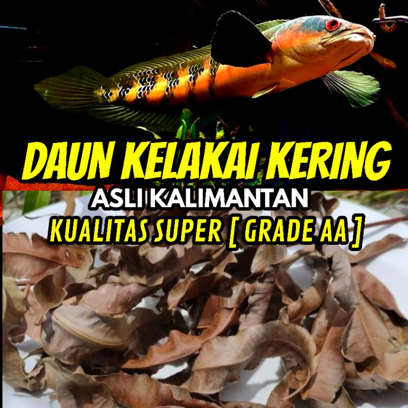 Daun Kelakai Treatment Bunga Warna Maru