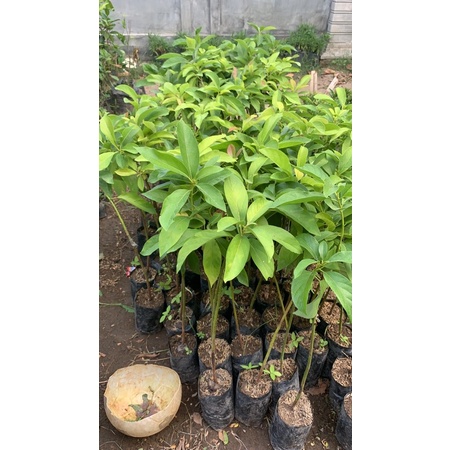 BIBIT ALPUKAT ALIGATOR STEK CEPAT BERBUAH HASIL INDUK BERBUAH