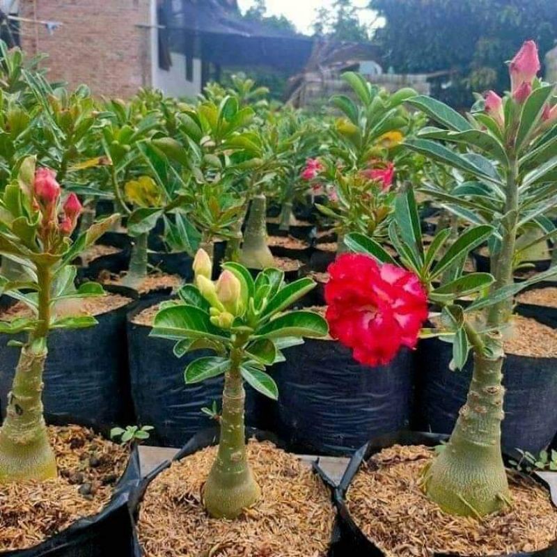 tanaman hias adenium bunga tumpuk - bunga merah