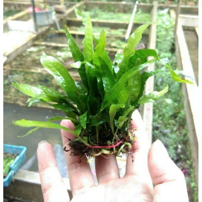 kadaka Java Fern Tanaman Aquascepe