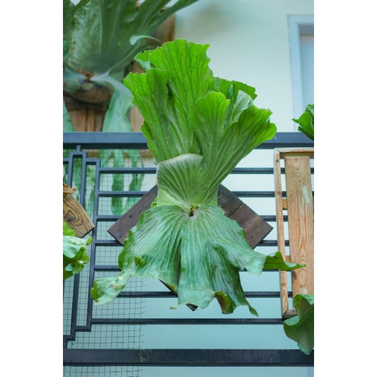 Platycerium neptune size XL