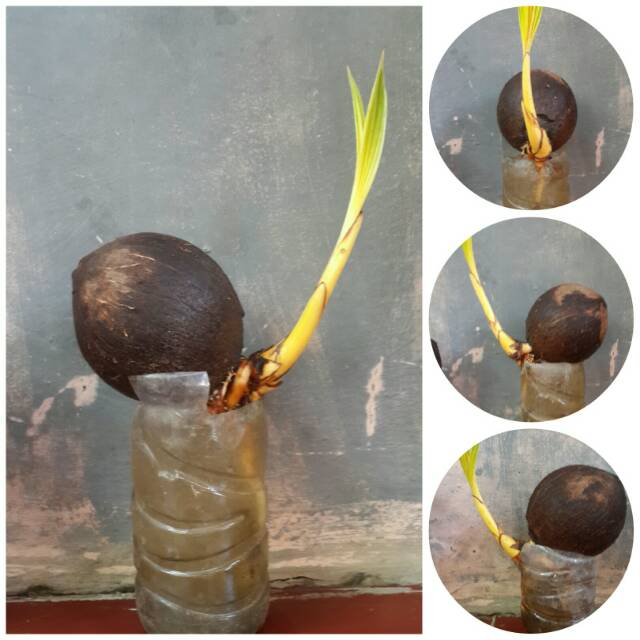 Bonsai kelapa gading(bahan bonkla)