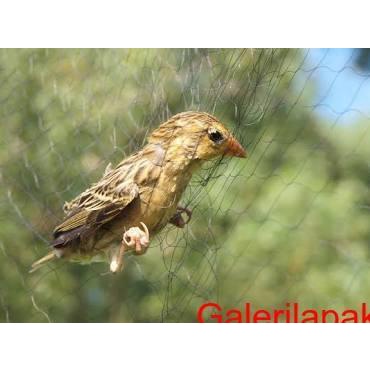 ♞ Jaring Burung -+ 50 Meter Warna Hitam ➪