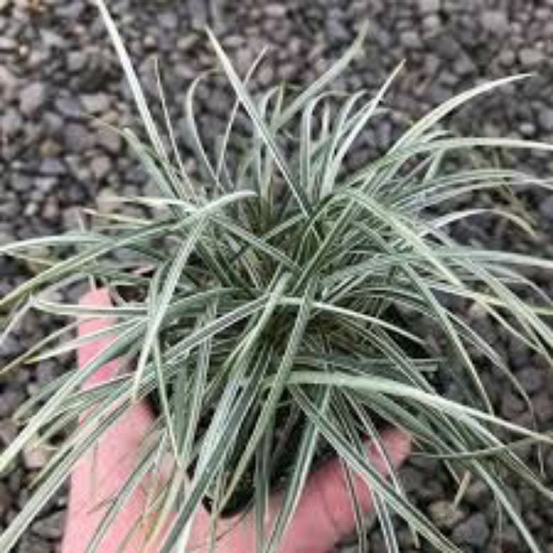 Rumput silver (ophiopogon japonicus "silvermist")
