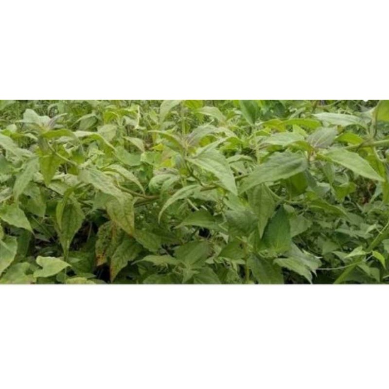 

Daun Balakacida alami obat herbal daun enye enye blakacida