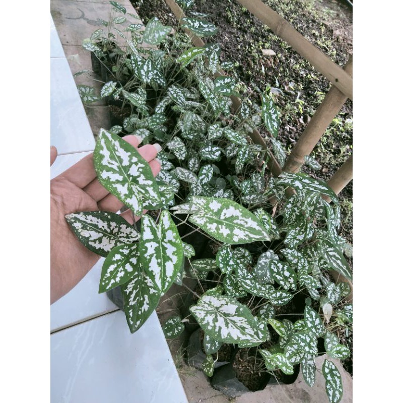 bunga hidup,keladi liliput