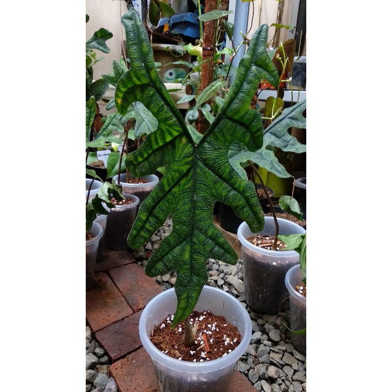 alocasia jacklin jacklyn size dewasa