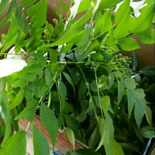 Daun salam koja - daun kari 1kg