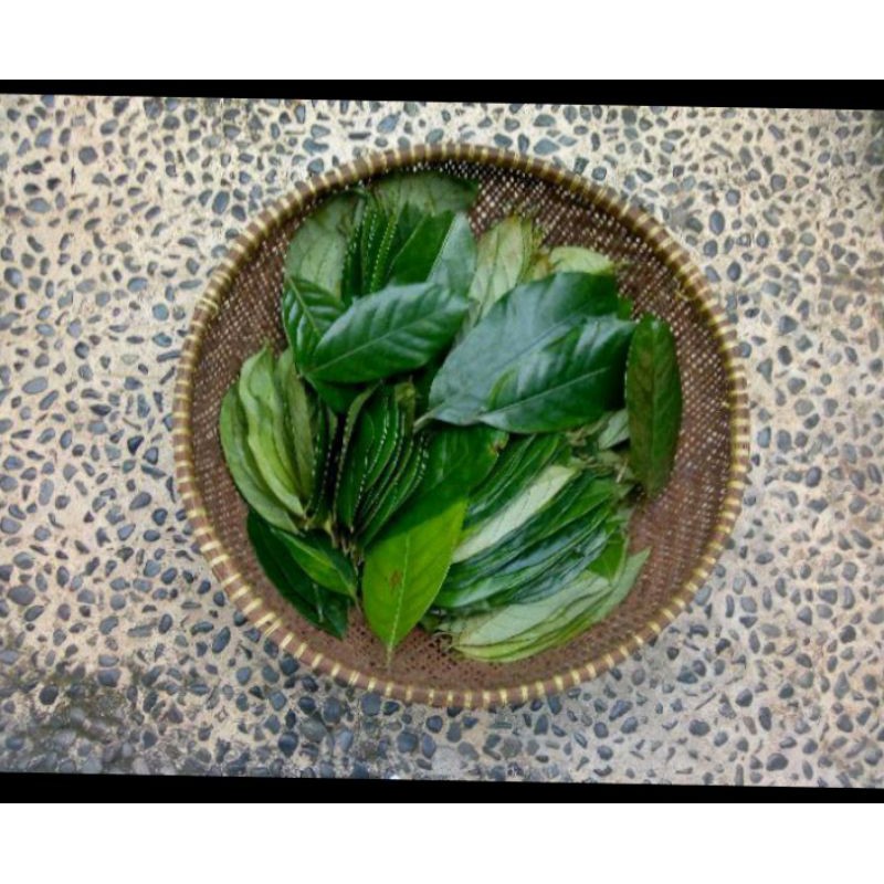 

daun pala segar 200 gr murah