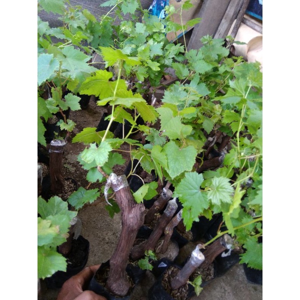 3 bibit anggur impor varian AK.MF.JULIA, JUPITER.EVERES