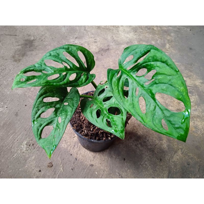 monstera (janda bolong) acuminata