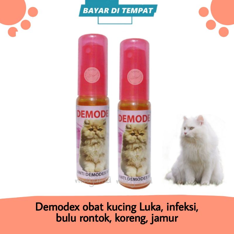 OBAT KUCING KULIT LUKA INFEKSI BULU RONTOK BOTAK KORENG JAMUR GATAL GATAL DEMODEX