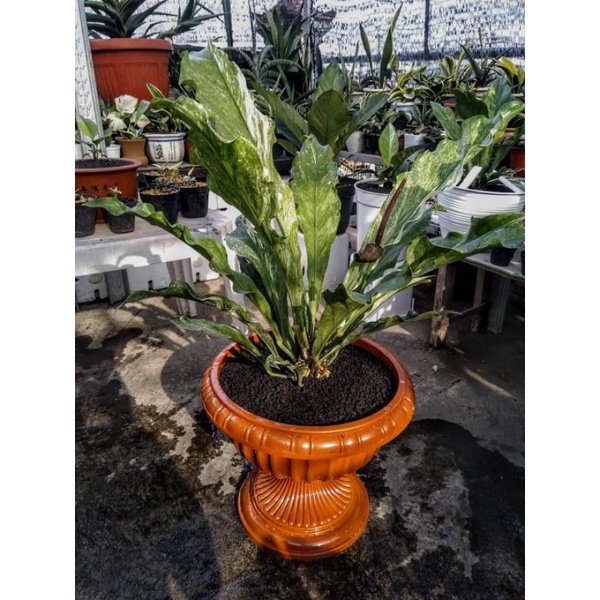 Anthurium Gelombang Cinta Varigata Putih