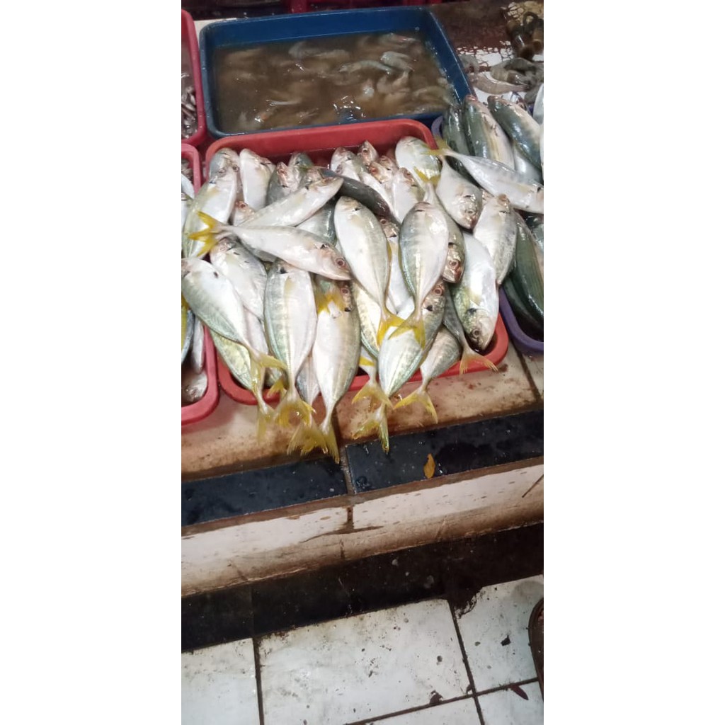 

Ikan Kembung Laut