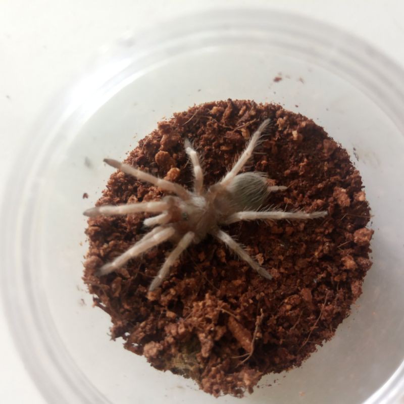 Nhandu Chromatus
