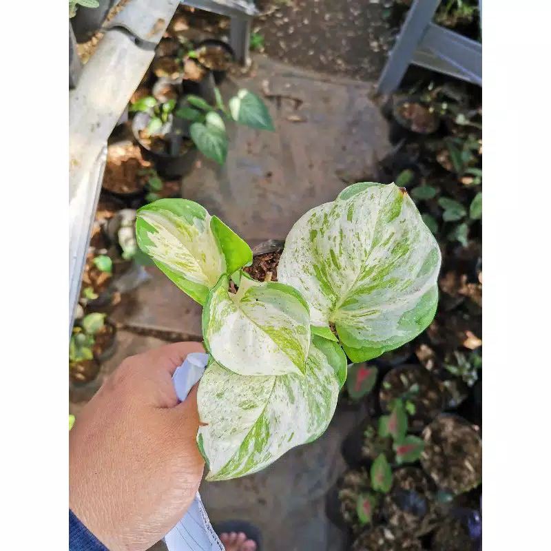 tanaman hias epipremnum manjula - tanaman gantung - tanaman merambat