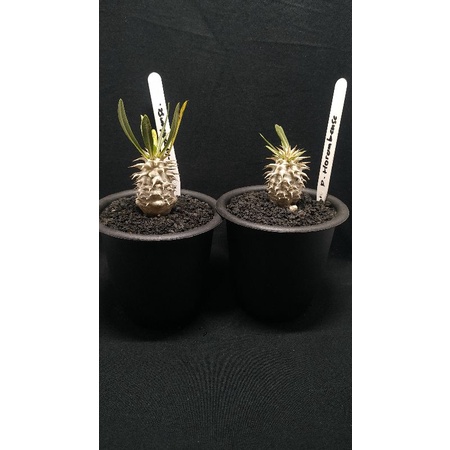 pachypodium horombense