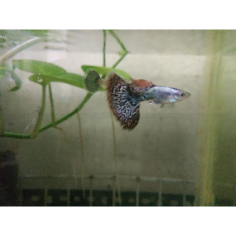 

ikan guppy platinum dragon (per pasang)