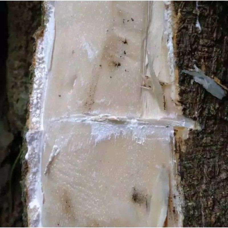 

kulit pohon loa 200grm