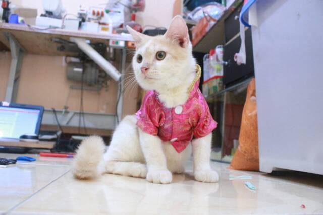 Kemeja chongsam lucu untuk kucing dan anjing imlek 2019 size S M L XL