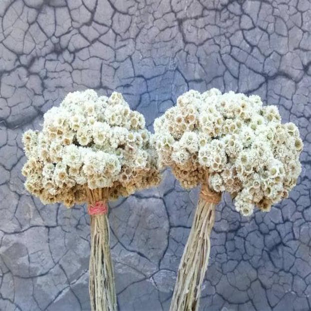 WOODEN DECOR - DEKORASI - BUNGA DANDELION KRISAN PALSU - BUNGA EDELWEIS - PAJANGAN BUNGA ARTIFICIA-7