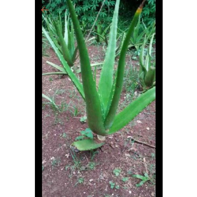 

Herbal Alami Pelapah Lidah Buaya Aloevera