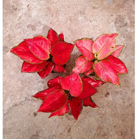 Paket 3 - Red Anja, Pink Catrina, Red Queen ( Tanaman Hias Aglonema / Aglaonema )