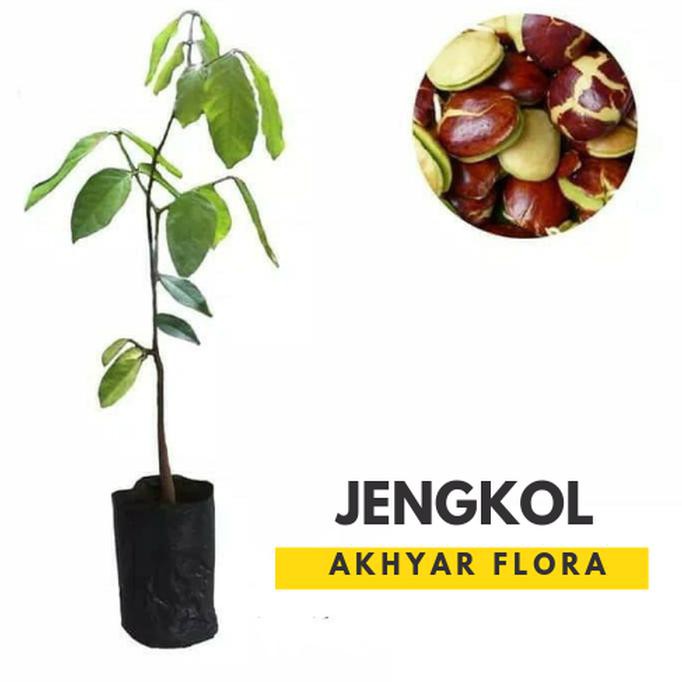 BIBIT JENGKOL SUPER POHON JENGKOL TANAMAN JENGKOL SELLER TERBAIK