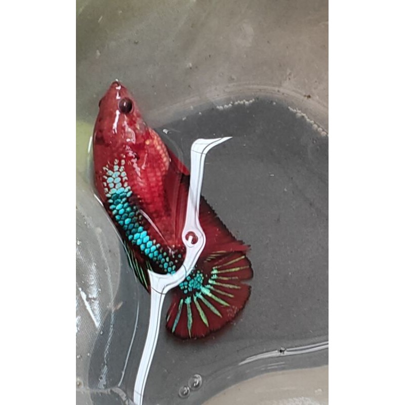 Cupang Red Black Koi Galaxy