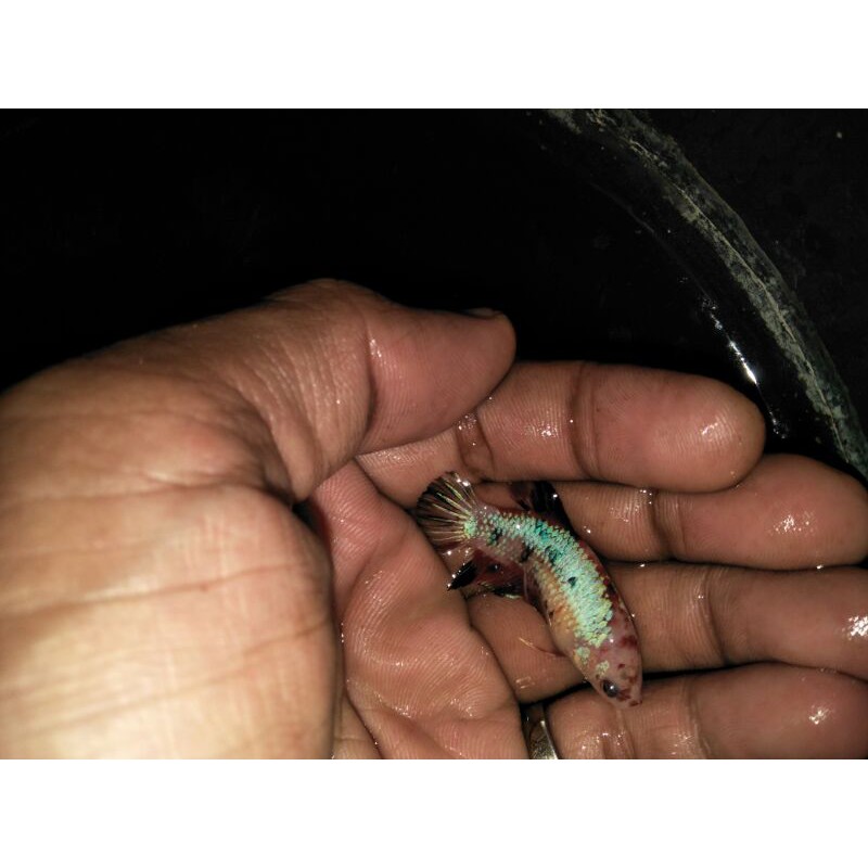 

female giant full eggs