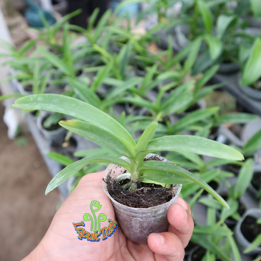 Anggrek Vanda Seedling Hybrid