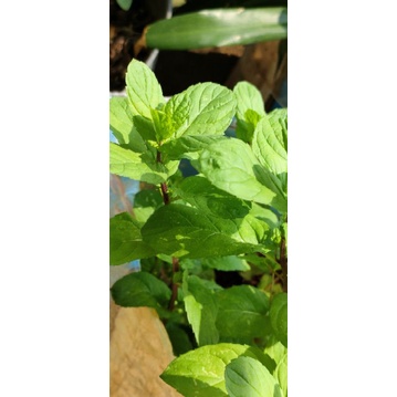 bibit pohon mint papermint