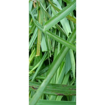 Daun sereh wangi daun sereh merah segar