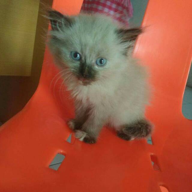 zivilianecroschizoaishiteru