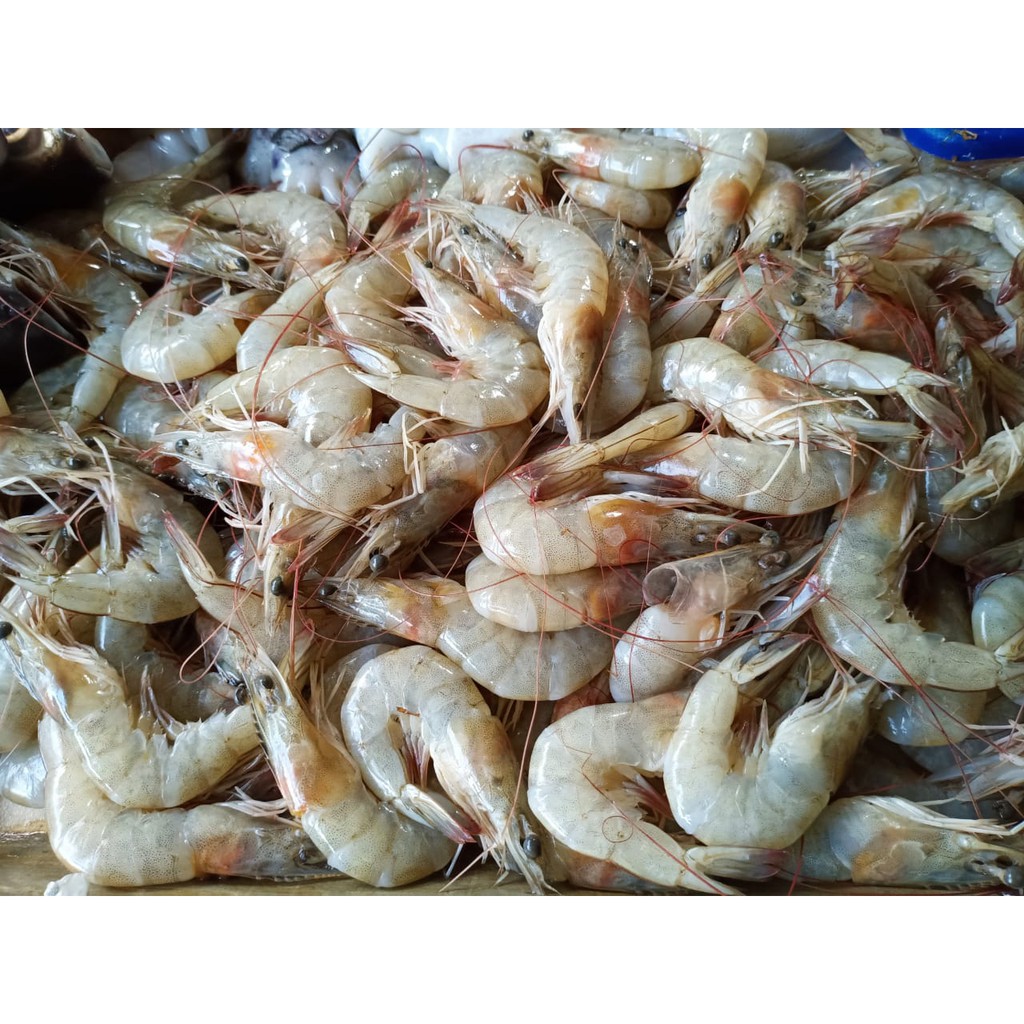

Udang / 500gr