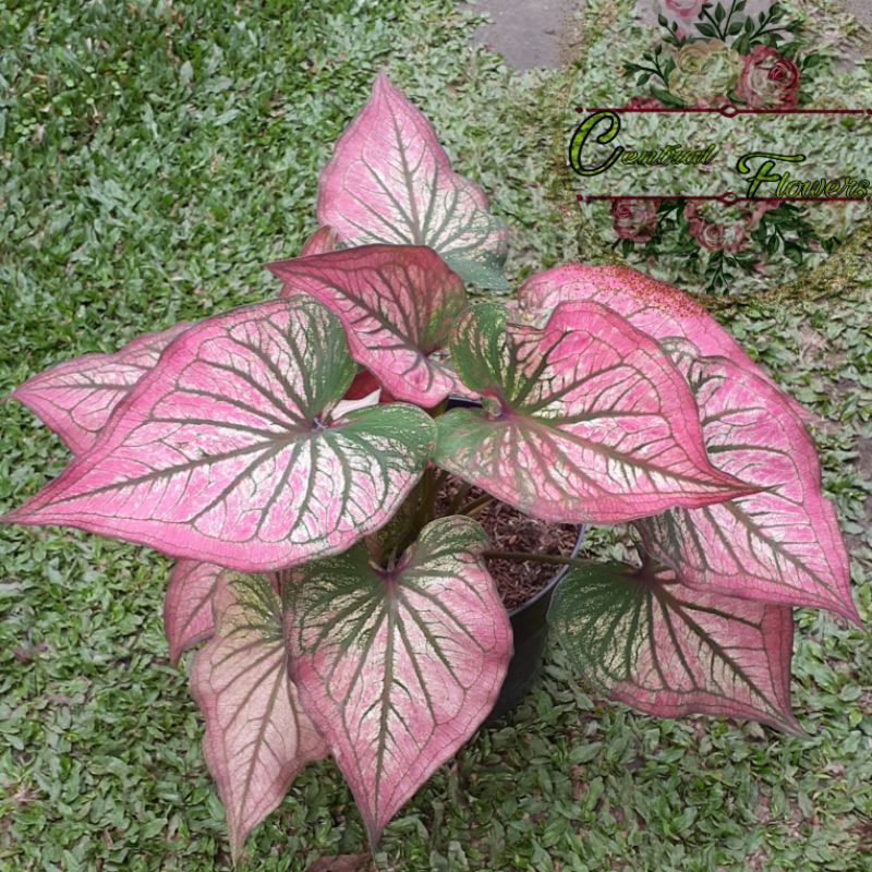 keladi hias,bibit keladi red infinity_keladi thailand