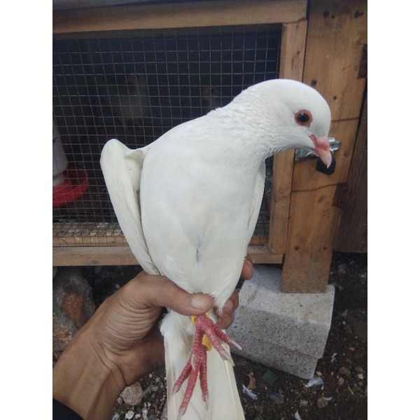 Burung Merpati Putih Polos