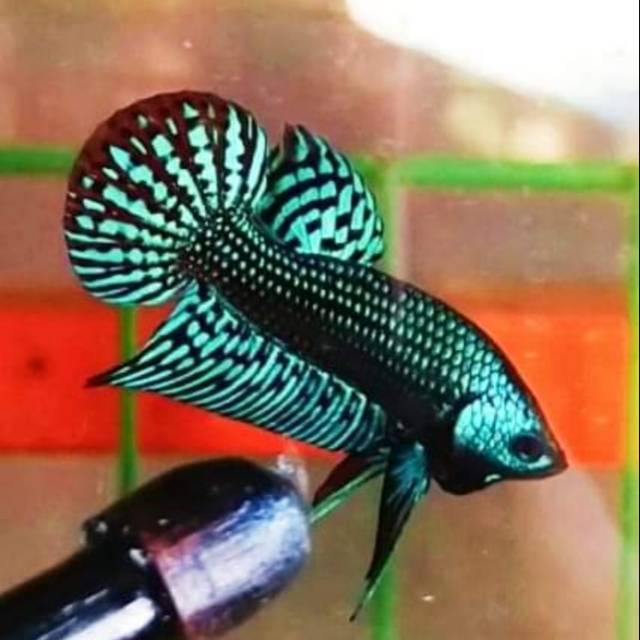 Wild betta alien cupang alam sepasang