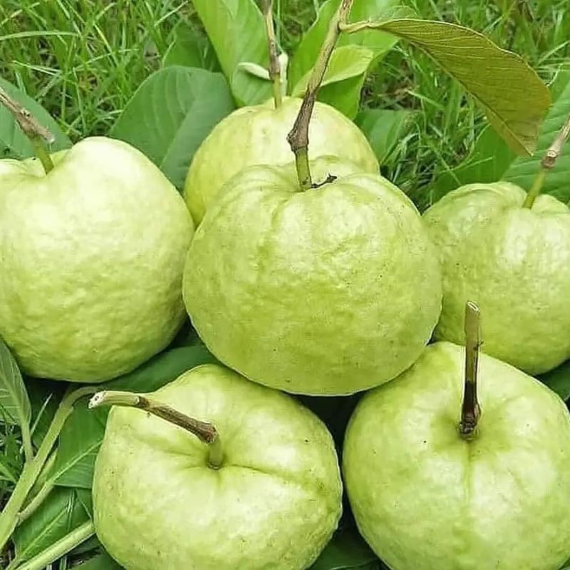 

1 KG JAMBU KRISTAL