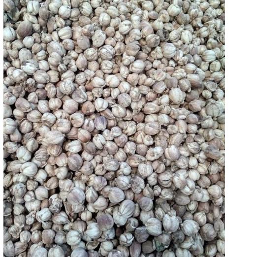 

Update kapulaga kapolaga kapol kering Grosir original bersih blower 1kg .,